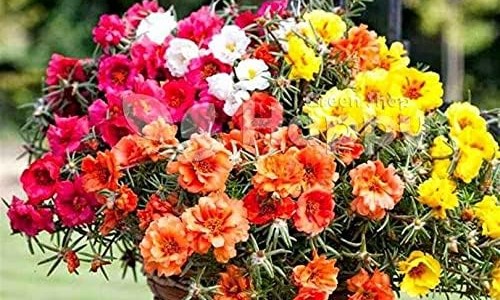 康柏西普眼用注射价格多少钱-康柏西普同类药品价格网 | 康柏西普眼用注射价格多少钱,康柏西普治疗黄斑水肿效果怎么样